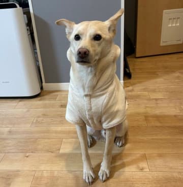 キッチン前で“ただ待つだけ”の元保護犬　さつまいもを前に見せた健気さにキュン！