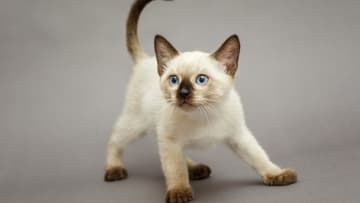 シャム猫の毛柄は体温で変わる！耳や鼻、しっぽなど体の先端だけが色付く“ポイント”の理由と青い目の法則