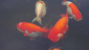 金魚産業を地元電力会社が後押し　中国・福州市閩侯県