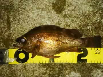 【釣り・メバル】春告げ魚でも…穴シーズンの「1〜3月」こそ狙い目！ 「冬メバリング」攻略＆“沼”の魅力