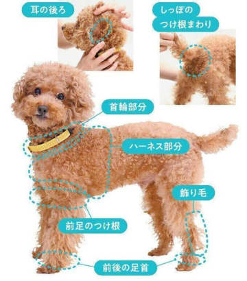犬の毛玉はどこにできやすい？　よくある疑問と解決策をわかりやすく解説