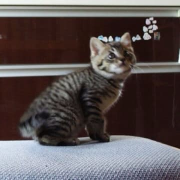 おしとやかだった保護子猫が7年後→“焼き鮭への執念”がすごい！　成長ギャップにほっこり