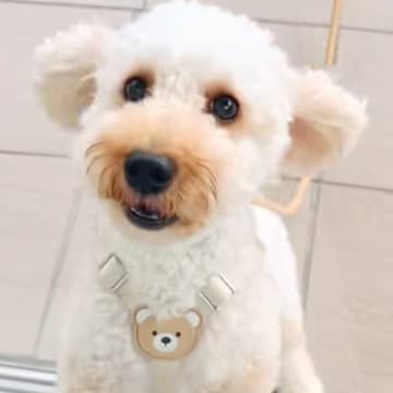 『ねえ！ママいるんでしょ！』入院中、窓越しに愛犬と10日ぶりの再会を果たした結果→尊い光景に絶賛「寂しさが伝わる」「しっぽふりふり」