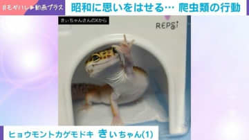 「片平なぎささんのあのシーンだ！」ヒョウモントカゲモドキがとった行動が昭和を感じる仕草と話題