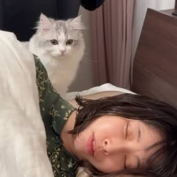 疲れて眠っているママを発見した『子猫』→布団をめくってあげると…「うらやましい！」可愛すぎる光景が14万再生「すごく癒された」「最高」