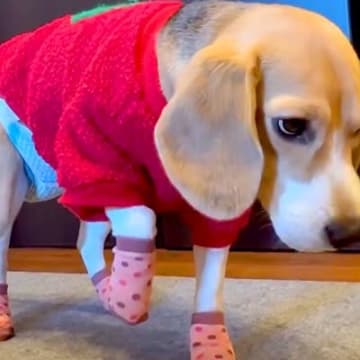 犬に初めて『靴下』を履かせた結果→慣れなさ過ぎて…思わず笑う『衝撃的な動き』が165万再生「面白過ぎるｗｗ」「ごめんけど爆笑した」と反響