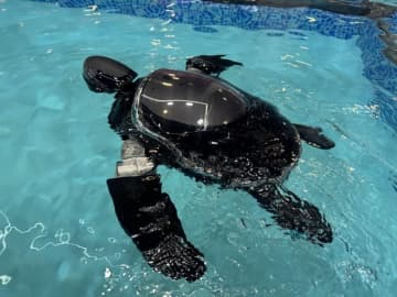 この「カメ型ロボット」はかわいいだけじゃない、サンゴ礁も見守るスグレモノ
