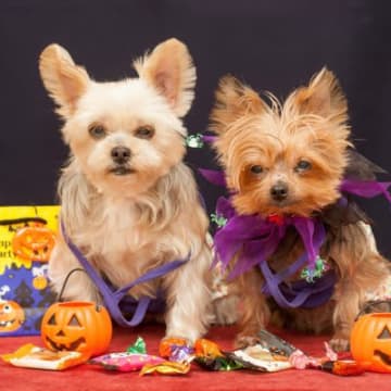 飼い主が衝動買いしてしまう『犬のグッズ』6つ　実はいらないかも？後悔しないコツまで