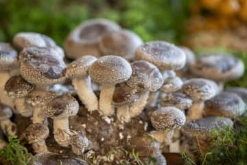 スイスの食品規制　2026年改正のポイント