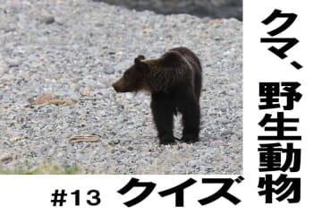 地域によってクマの大きさは違う？【クマ、野生動物クイズ#13】奥深い狩猟免許の世界