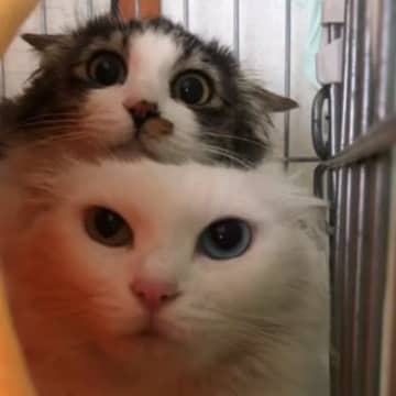 心を開かなかった『保護された姉妹猫』→優しい先住猫に任せてみた結果…まさかの展開に「泣ける」「もう寂しくないね」と感動の声続出