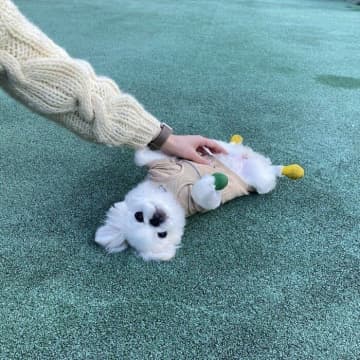 初ドッグランで堂々とヘソ天した生後6か月ペキニーズ子犬が話題に！お迎えから1年経った現在の様子は？