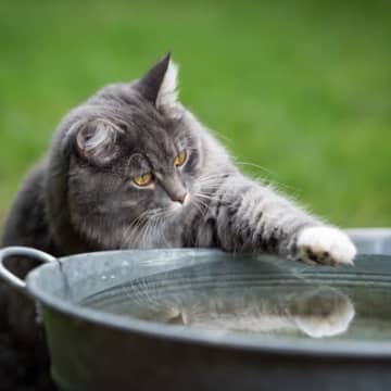 猫が『水を苦手』とするのはどうして？慣れてもらうための方法3つ