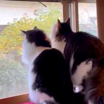 窓辺で外を見る白黒ネコの兄妹→１匹が体勢を変えた結果…あまりにも『不憫な展開』に反響「脱出に苦労が伺える妹様ｗｗｗ」「そっと退散」