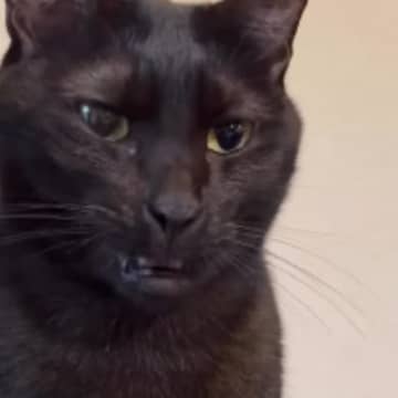 『あくびしないの』と聞かれた黒猫→次の瞬間…普段とは違う『まさかすぎる口の動き』が96万再生「スッキリしないｗ」「大爆笑」「ニヤけたｗ」