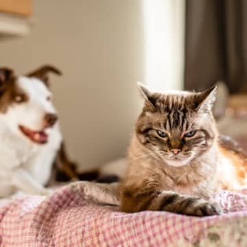 猫が『不機嫌』なときに見られる仕草5つ　体に表れるサインや正しい接し方も解説