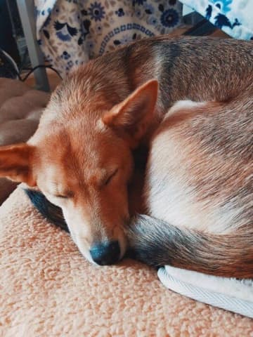 人懐っこかった元保護犬→好奇心旺盛で素直なコに成長！　今では家族にとって“宝物のような存在”に！