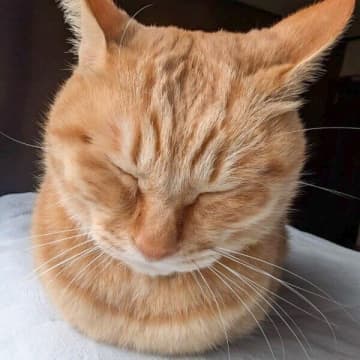 眠る姿が“まるで球体”みたい！　猫の完璧すぎる「おててないない」が可愛すぎると話題