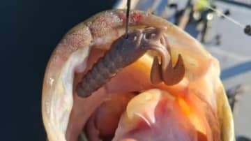 味と臭いのマックスセントボディにパタパタハイアピールが組み合わさった！