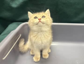 またも子猫、生きた動物の密輸相次ぐ