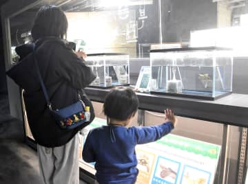 川崎の水族館で「開運カメ展」　長寿の象徴を観察、子どもが楽しめる工夫も　31日まで