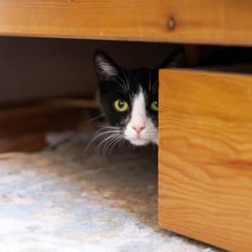 『初対面の猫』にやってはいけないNG挨拶4選　拒まれる理由や仲良くなるためのコツをご紹介