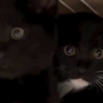 保護された2匹の子猫→『おはよう』と挨拶してみると……「ぎゃー可愛すぎるｗ」たまらない光景が25万再生「鳴き声が恐竜の赤ちゃんｗ」