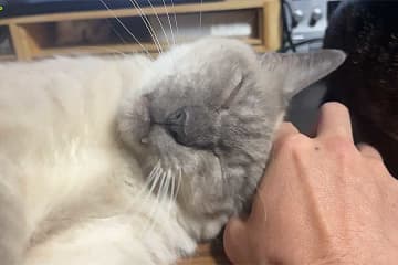 「ふと、撮られていることに気付きました」　飼い主に甘えるねこの表情が一転→「我にかえる」姿に3.6万人“爆笑”