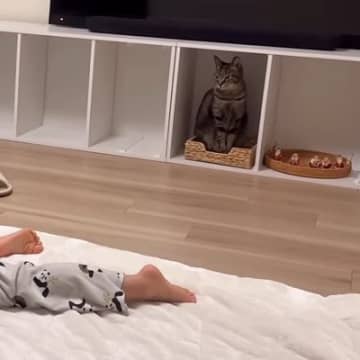 大好きな女の子が突然『目の前で倒れるフリ』をしたら、優しい猫は…予想外のリアクションが18万再生「完全勝利ｗ」「演技が上手すぎｗ」
