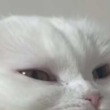 キャットタワーのハンモックで『くつろいでいた白猫』を見たら…飼い主さんが思わず爆笑した『予想外の顔の変化』がSNSで話題「かわいいｗ」