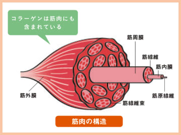 誰もが陥りがちな、体を硬くする2大要素とは！？【世界一すごいストレッチ】