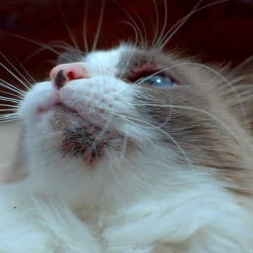 猫の『ヒゲが短くなっている』ときに考えられる理由4つ　起こりうる悪影響やトラブルの可能性も解説