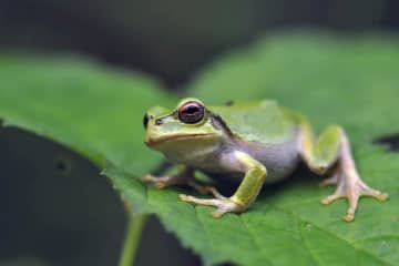 米ユタ州の警察報告書で珍事！「警察官がカエルに変身した」と記された意外な理由は…