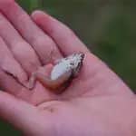 岡山大学の宮竹貴久教授が捕食者回避行動「死んだふり」研究の集大成となる英文書籍を刊行