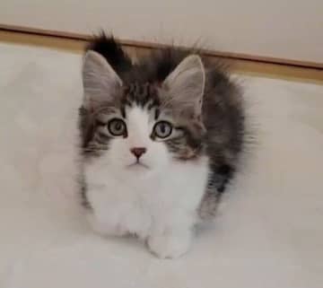 お迎え初日に見せた“きょとん顔”が可愛い子猫　生後5カ月の今は元気いっぱいの“体力おばけ”に！