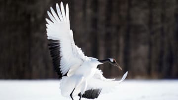 道央で100年以上ぶりにタンチョウのヒナが誕生！新千歳空港の隣町に野鳥の聖地があった！