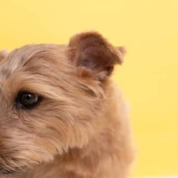犬が『落ち込んでいる』サイン5選　がっかりしているときにみせる態度や期待を裏切らないための行動まで