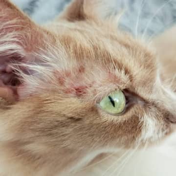 猫にとって危険な『アレルギー』4選　命に関わる可能性も…症状や対処法まで解説