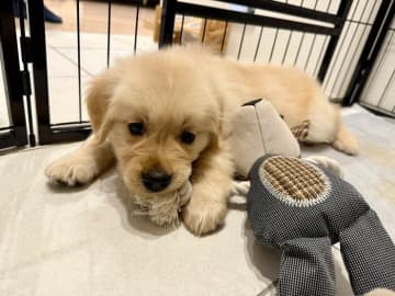 おもちゃと変わらない大きさだった生後2カ月のゴールデン子犬→1年後、すくすく大きく育った姿にほっこり！
