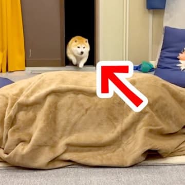 帰省した姉が『毛布の中に隠れて犬を出迎えた』結果→狂喜乱舞した『再会の瞬間』が53万再生「私までテンション上がった」「喜びの極みｗ」