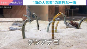 チンアナゴの意外な一面？縄張り争いをする姿に「ケンカするんだ！」「チンアナゴの世界にも隣人問題が…」との声