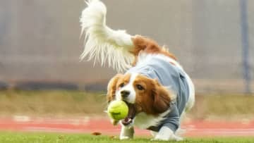 【デコピン】駆けて跳ねての大はしゃぎ!!　内野にもトコトコ…ドジャースタジアムの広いグラウンドを思いきり堪能　以前の同行時はジョギングする大谷翔平の後ろを行く姿が話題に