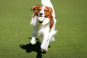 大谷翔平、デコピン“最新ショット”を大公開　本拠地で大はしゃぎ、躍動感溢れる走り披露