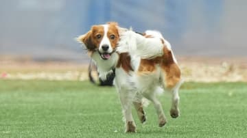 「デコイは2026年シーズンに向けて準備を進めています！」MLB公式もデコピン動画を拡散　倍速に効果音付ける特別仕様