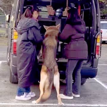 『絶対に帰りたくない！』大きなウルフドッグを車に乗せようとした結果→想像以上に大変な『帰宅拒否』が168万再生「可愛すぎるから許すｗ」