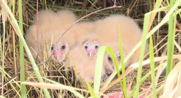 工場敷地でヒガシメンフクロウのひな発見、各方面が保護活動　中国四川省