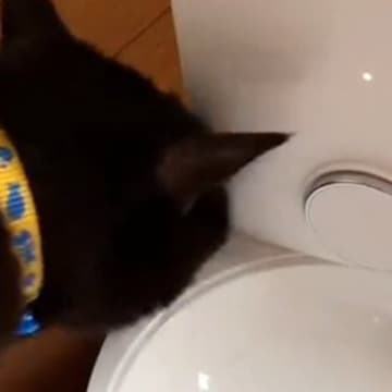 初めての自動給餌器→テストしていたら、黒猫がやって来て…「頭良すぎるｗｗ」まさかの光景が135万再生「思わず声が出た」「天才やん」