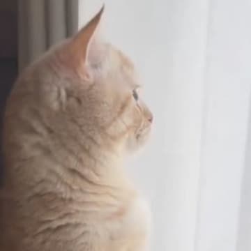 窓のほうを見つめるネコ→飼い主さんに『名前を呼ばれる』と、小さな声で…可愛すぎる『お返事の瞬間』が17万再生「嬉しいね」「たまらん」