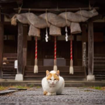 世界中で語り継がれる『猫の神様』3選　人々が猫を崇拝してきた理由も解説
