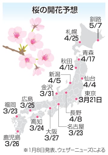桜開花予想、北日本は早め　東京からスタートか